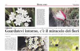 PRIMAVERA - Flora Alpina Bergamasca stampa/2017... · Quelli che crescono nella spaccatura di una roccia, sopra i duemila ... scinetti di piccoli fiori che cre scono in alto, tra