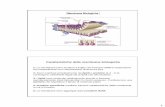 Membrane Biologiche - - Università degli Studi di Cassino · Il potenziale di membrana a riposo è dovuto principalmente al Potassio Cellule nervose e muscolari: da -40 a -90 mV