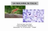la malaria in italia [Sola lettura] - Scuola di Alta ... · casi di febbre molto alta di origine sconosciuta Fino a quel momento nessuna segnalazione era pervenuta da parte dei sanitari