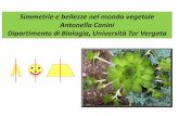 Simmetrie e bellezze nel mondo vegetale Antonella Canini ...crf.uniroma2.it/corsosimmetrie/caninibotanica/canini.pdf · In natura sono molti gli esempi di ... Molti di essi si basano