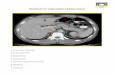 2 Anatomia Radiologica Risposte - tsrm.it .risposte di anatomia radiologica 1- vena cava inferiore