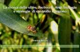 La mosca delle olive, Bactrocera oleae: biologia e ... · Mappa di rischio dacico per la Toscana 11. Adulti Longevità fino a 6-9 mesi Attività solo di giorno, con temperature >