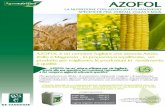 LA NUTRIZIONE CON AZOTO-ZOLFO-MAGNESIO …desangosse.it/medias/files/TG AZOFOL- 4p - Cereales-Colza - Mais... · •L’azoto : la Colza ha un fabbisogno elevato di azoto : 6,5 kg