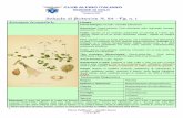 [Digitare qui] Scheda di Botanica N. 84 - Fg. n. 1 · Bibliositografia: Archivio personale; Flora d’Italia, Pignatti 2’ edizione - Flora Alpina D. Aeschimann & Al. 2004 – Flora
