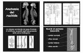 Anatomia del rachide - .pdf · PDF fileAnatomia del rachide La colonna vertebrale sul piano frontale è rettilinea, su quello sagittale presenta delle curve fisiologiche Lordosi cervicale