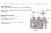 Trasporto di glucosio, fruttosio e galattosio attraverso l ...didattica.uniroma2.it/assets/uploads/corsi/146788/Lezione_20... · colesterolo); abbassa l’indice glicemico di alimenti