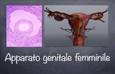 Apparato genitale femminile - .Ciclo ovarico. Ciclo ovarico Fase follicolare ... Il processo di fertilizzazione