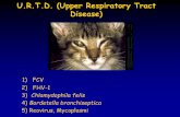 U.R.T.D. (Upper Respiratory Tract Disease) · dell’apparato respiratorio e ulcerazioni orali Sostenuta dal Calicivirus felino (FCV) Lagovirus Sapovirus Vesivirus Norovirus Nebovirus