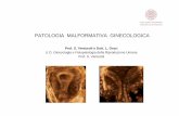 6) Patologia Malformativa Ginecologica - AMS Patologia Malformativa Ginecologica.pdf · PDF fileAppartiene agli uteri bicorni anche l’utero arcuato: lieve incisura sagittale. UTERO