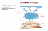 Apparato di Golgi livello dell’apparato di Golgi avvengono i seguenti processi: • Glicosilazioni (in O) o modificazioni dei residui oligosaccaridici già associati alle proteine.