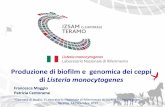 Produzione di biofilm e genomica dei ceppi di Listeria ... fileObiettivo Studio dei fattori che influenzano la produzione di biofilm da parte di ceppi di Listeria monocytogenes isolati