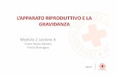 L’APPARATO RIPRODUTTIVO E LA GRAVIDANZAcripr.weebly.com/uploads/2/0/2/7/20276515/modulo_2_lez._a.pdf · •Conoscere l’anatomia e la fisiologia della gravidanza e del parto ...