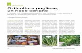  · 2016-09-30 · caratterizzazione morfologi- ca, genetica e agronomico/ produttiva delle diverse varie- tà. ... Apium graveolens settembre 2016 Colture Protette / n. 9 - ORTICOLTURA