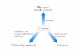 Glucosio - Università degli Studi di Roma "Tor Vergata" · l’attivazione della glicogeno fosforilasi da parte della fosforilasi chinasi. La [cAMP] dipende da v 1 e v 2: ATP cAMP