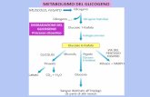 DEGRADAZIONE DEL GLICOGENO Processo citosolicopeople.unica.it/tizianacabras/files/2019/03/4-lezioni-2018-19... · Glicogeno fosforilasi Scinde i legami glicosidici α(1→4) uno alla
