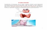 TIROIDE - laban.it · La tiroide è una ghiandola endocrina (cioè che versa la propria secrezione all'interno dei vasi sanguigni) a forma di farfalla, con un peso, in un individuo