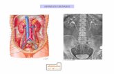 Presentazione di PowerPoint · arrivare ad una insufficienza renale. L’ ectopia è un’anomalia congenita di ascesa  . Uretere bifido Rene a ferro di cavallo .