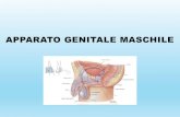 APPARATO GENITALE MASCHILE - moodle2.units.it · prostata: anatomia microscopica. ghiandole bulbo-uretrali di cowper