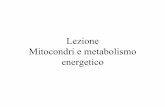 Lezione 6 Mitocondri e metabolismo energetico - mednat.org · Mitocondri e metabolismo energetico I mitocondri possono presentare forme e dimensioni molto diverse tra loro, ma per