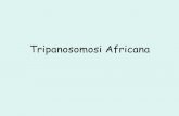 Tripanosomosi Africana brucei gambiense !Trypanosoma brucei rhodesiense !Trypanosoma brucei brucei (agente eziologico del “nagana”-malattia dei ruminanti) ... T.b.gambiense Diffuso