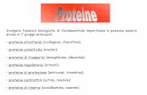 divise in 7 gruppi principali: proteine strutturali ...infermieristica.polodidatticopanico.com/wp-content/uploads/sites/2/2016/02/Lez-10-11... · escreta con le urine . Trasporto