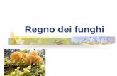 Regno dei funghi · 2016-09-01 · oospora Vivono nelle ...