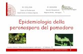 Epidemiologia della peronospora del pomodoro · 2015-03-23 · oospora oogonio ed A1 anteridio A2 germogli infetti tuberi erratici Inverno. Ciclo bio-epidemiologico Il patogeno sopravvive