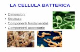 LA CELLULA BATTERICA - istitutoagrariosartor.gov.it · OPPORTUNISTI: microrganismi normalmente innocui, ma in grado di provocare malattie, anche ... I batteri termofili hanno la loro