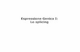 EspressioneGenicaI: Lo splicingpeople.unica.it/renatorobledo/files/2018/01/Med-09.pdf · SLI binds DNA only in the presence of UBE That factor binds to the upstream half of UCE (called