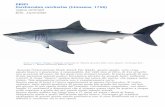 Pesci carcharodon carcharias (Linnaeus, 1758) regno ... · marine. Sino a qualche tempo fa non si pensava che l’età media degli squali bianchi fosse particolarmente elevata e quella