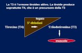 5’-deiodasi Tiroxina (T4) Triiodotironina (T3) · Tiroxina (T4) muscolo Triiodotironina (T3) 5’-deiodasi fegato La T3 è l’ormone tiroideo attivo. La tiroide produce soprattutto
