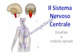 Sistema Nervoso Centrale - encefalo e midollo spinaled1ys487h6fvpnd.cloudfront.net/anatomia-fisiologia/pdf/il-sistema... · Il Sistema Nervoso Centrale è formato dall’encefalo