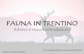 FAUNA IN TRENTINO · Già verso il 1800 la Lince era scomparsa dai bassopiano occidentali e meridionali d'Europa e sopravviveva alle falde delle catene montuose dei Pirenei e del