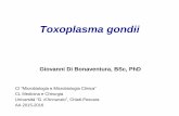 Toxoplasma gondii - ch.unich.it · Prevalenza dipendente da condizioni socio-sanitarie, clima, dieta, controllo del randagismo, qualità acqua potabile: elevata in aree tropicali