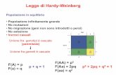 Legge di Hardy-Weinberg · condizione della popolazione in equilibrio, Per un gene autosomico, 1) alla generazione N, indipendentemente dall’equilibrio, le frequenze alleliche sono