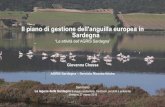 Il piano di gestione dell'anguilla europea in Sardegna · Porto Pino: % g di anguille gialle e anguille gialle anguille argentine Porto Pino: Catture di Anguilla anguilla (n e g per