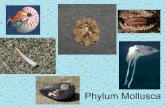 Phylum Mollusca...Phylum Mollusca Phylum comprendente animali invertebrati caratterizzati da un corpo molle non segmentato e, spesso, da una conchiglia calcarea con funzioni protettive.