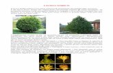 LAURUS NOBILIS - Fondazione CRIMI...LAURUS NOBILIS Il Laurus Nobilis (alloro) è una pianta sempreverde appartenente alla famiglia delle Lauraceae. È una specie dioica, dunque una