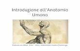 Introduzione all'Anatomia UmanaIntroduzione all'Anatomia Umana Andreas van Wesel (1514 – 1564), anatomista e medico fiammingo.