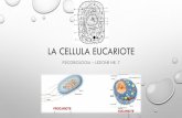 La cellula eucariote - Università di Roma token_custom... · PDF file 2016-10-30 · citocromo c che si lega alle proteine Apaf-1 (apoptotic protease activating factor) e caspasi