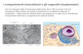 I compartimenti intracellulari e gli organelli citoplasmatici · I compartimenti intracellulari e gli organelli citoplasmatici Con lo sviluppo della microscopia elettronica (anni