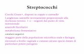 Streptococchi · •Su agar-sangue colonie ... Promuovono adesione a pneumociti e cellule endoteliali. Invasione dei tessuti . Pneumococcal pneumonia mortality ( % ) Pre-penicillin