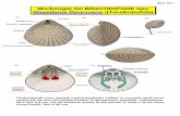 Morfologia del BRACHIOPODE tipo - WordPress.com...Di seguito si riportano 5 tavole che illustrano, in modo schematico, i princi-pali tipi di brachiopodi fossili con la loro nomenclatura