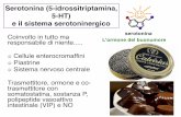 Serotonina (5-idrossitriptamina, 5-HT) e il sistema ... · Serotonina e funzioni periferiche: regolazione della motilità gastro-intestinale Epitelio Muscolo longitudinale Muscolo