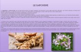 LE SAPONINE · Le saponine (o saponosidi) sono dei glicosidi terpenici di origine vegetale che prendono il nome dalla Saponaria officinalis, che veniva coltivata un tempo per il lavaggio