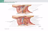 Vedi anche Tavole 128-130 · Tavola 32 Collo Vedi anche Tavole 128-130 Nervi e vene del collo Ansa dell’ipoglosso (o cervicale) Radice superiore Radice inferiore Nervo vago (X)
