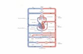 IL SISTEMA CIRCOLATORIOomero.farm.unipi.it/matdidFarm/14/15_16-05-12.pdf · ematico si ha a livello delle piccole e delle grandi vene (vasi di capacità). Vene Vena cava superi Arterie