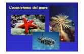 L’ecosistema del marescuolaverde.weebly.com/uploads/8/4/6/5/8465125/ecosistema-mare-abitanti.pdf · Sott’acqua … Molluschi=corpo molle Bivalvi=con la conchiglia formata da due