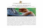 MALAYSIA BORNEO - I Viaggi di Maurizio Levi · MALAYSIA BORNEO Popolazioni, foreste e primati Tra popoli, natura e paesaggi delle foreste pluviali del Sarawak e Sabah 15 giorni –