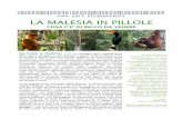 LA MALESIA IN PILLOLE - sito di LOFT studioviagginel Sarawak, le originali coltivazioni di riso Bario, una qualità endemica che è stata posta sotto la tutela di Slow Food Foundation